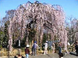 新里のお角（かく）桜とおかめ桜