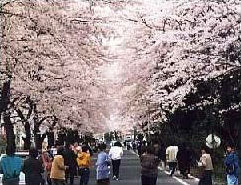 桐生市運動公園の桜並木