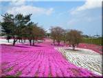 おおた芝桜まつり