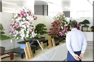 桐生さつきまつり