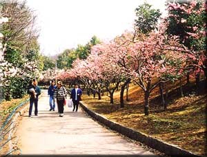 桐生南公園