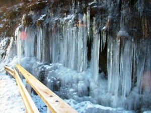 梨木の氷柱