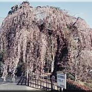 土橋のおかめザクラ