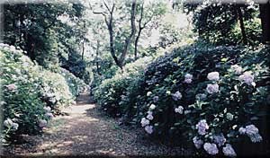 山上城跡公園のアジサイ
