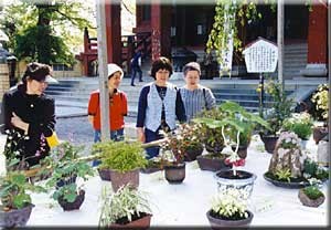 関東山野草展