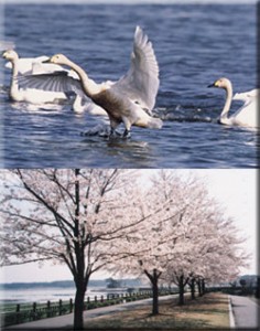 多々良沼公園