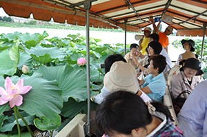 夏の城沼 花ハスまつり