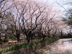 城之内公園は桜の名所として有名です。