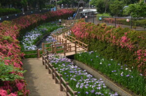 初夏に咲き誇る花菖蒲